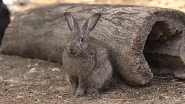 A fluffy grey rabbit sits quietly on the ground beside a large hollowed tree log in a peaceful setting. 4k 60fps stock video