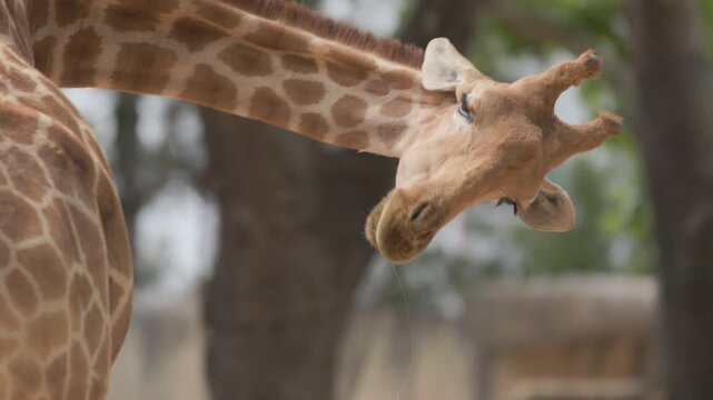A close up view of a giraffe bending its long spotted neck backward to groom itself in a natural environment. 4k slow motion stock video