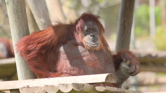 A large red-haired orangutan rests comfortably on a wooden platform structure under bright sunlight at a wildlife zoo park. 4k 60fps stock video