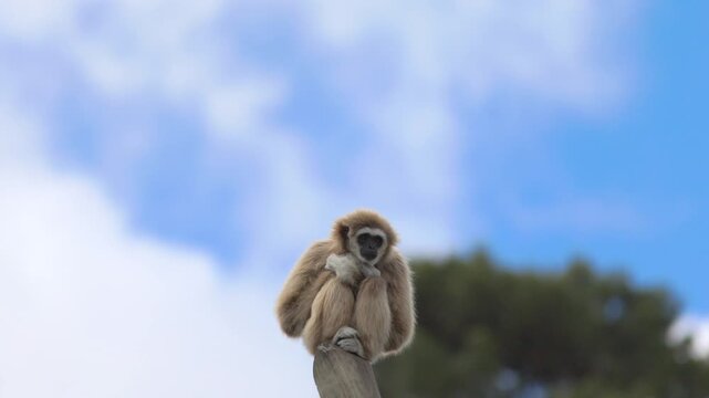 A small white-handed gibbon sits curled up on top of a wooden pole against a blue sky background. 4k 60fps stock video