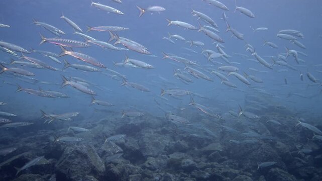 Schooling Guachincho Barracuda Swirling in Crystal Clear Water, Canary Islands Scuba Diving