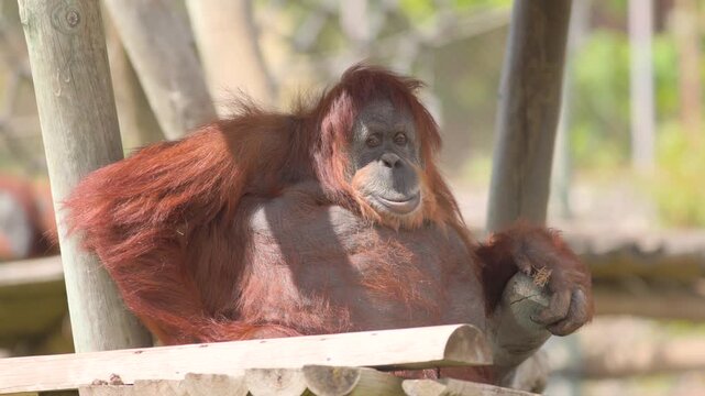 A large red-haired orangutan rests comfortably on a wooden platform structure under bright sunlight at a wildlife zoo park. 4k slow motion stock video