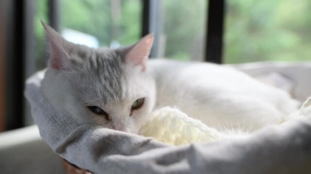 窓辺のカゴで眠る白い猫の背中と柔らかいボケ味の背景