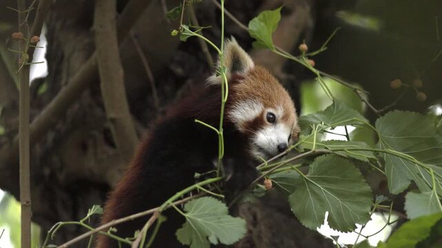 An adorable red panda looks forward attentively while holding onto a green leafy tree branch in a forest habitat. 4k slow motion stock video