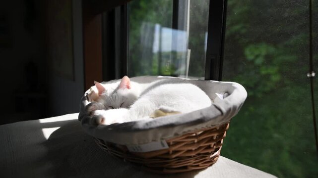 窓辺のカゴの中で心地よさそうに眠る白い猫と新緑の景色