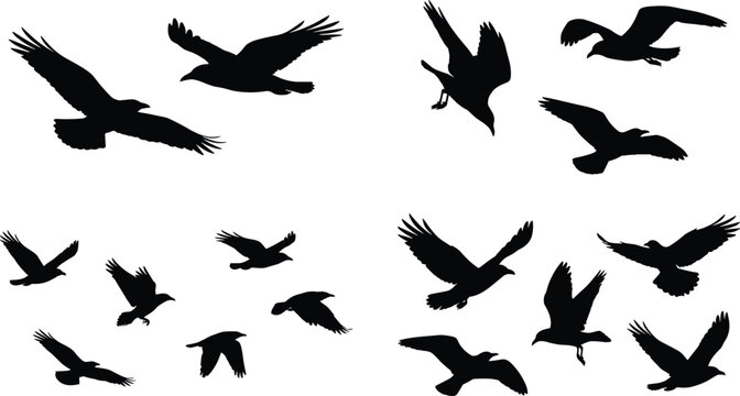 Flying Crow and Raven Bird Silhouette Vector Collection Isolated on White Background for Wildlife Design Projects