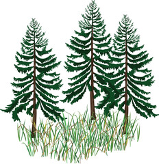Three spruce trees group with grass vector on transparent background © Kazakova Maryia