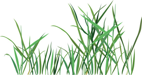 Naklejka premium Green grass vector on transparent background. Isolated nature botanical border element