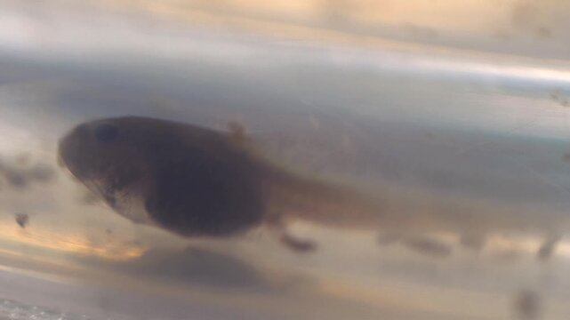 Macro View of Frog Tadpole Swimming in Water &mdash; Aquatic Larva Development Close-up