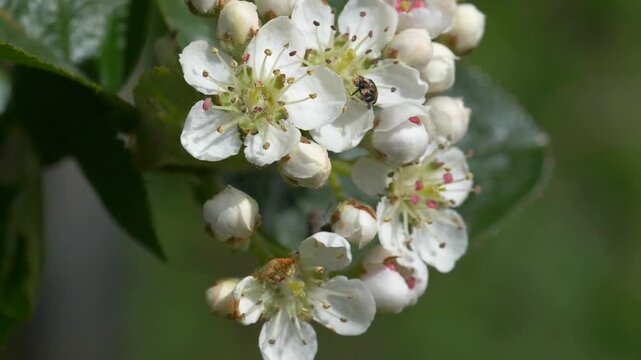 Varied Carpet Beetle on White Chokeberry Flower Cluster &mdash; Anthrenus Scrophulariae on Aronia Blossoms and Buds Close-up