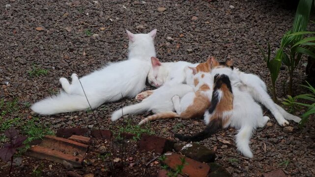 Mother cat feeding four kittens outdoors and another cat is lying nearby.