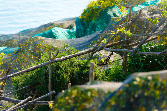 Traditional lemon orchard on terraced Amalfi Coast in Italy. Traditional wooden scaffolds support green protective netting over lemon trees. Shrubby rosemary grows near rustic fence 