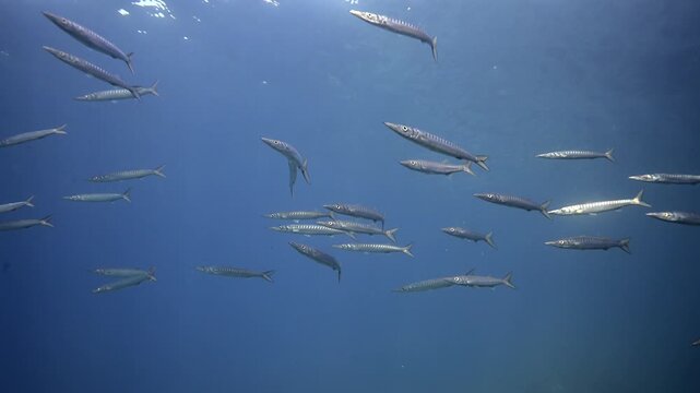 Schooling Guachincho Barracuda Swirling in Crystal Clear Water, Canary Islands Scuba Diving