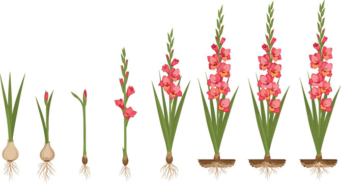 Gladiolus blooming cycle vector diagram showing plant growth stages from corm root to open pink flower spike