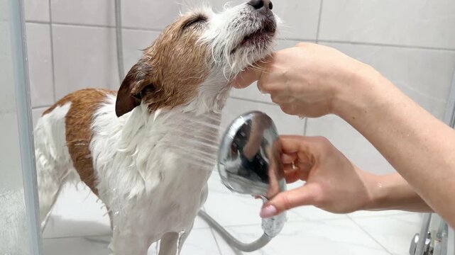 A Jack Russell Terrier dog is being washed with a shower by human hands. The scene reflects care and hygiene routine.