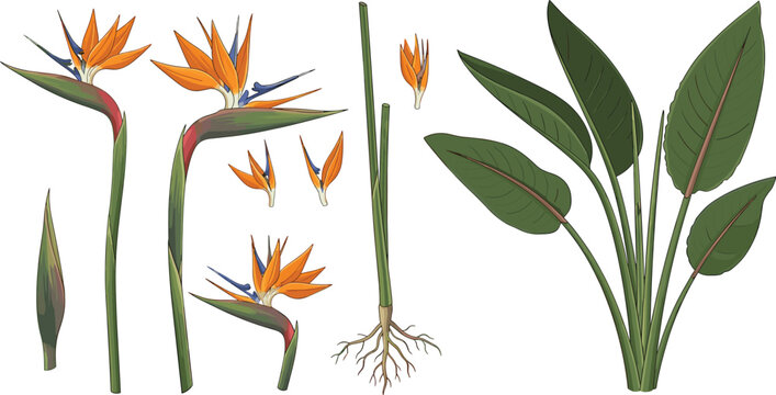 Bird of paradise plant anatomy vector set showing strelitzia flowers leaves stalks roots and botanical dissection elements