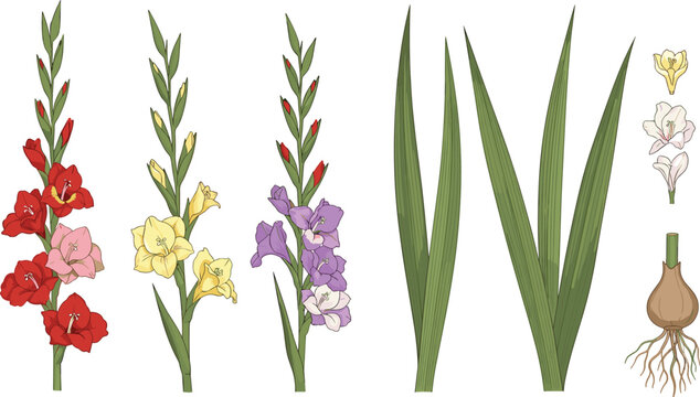 Gladiolus flower anatomy vector set showing colorful blooming floral spikes sword leaves and bulb root botanical elements