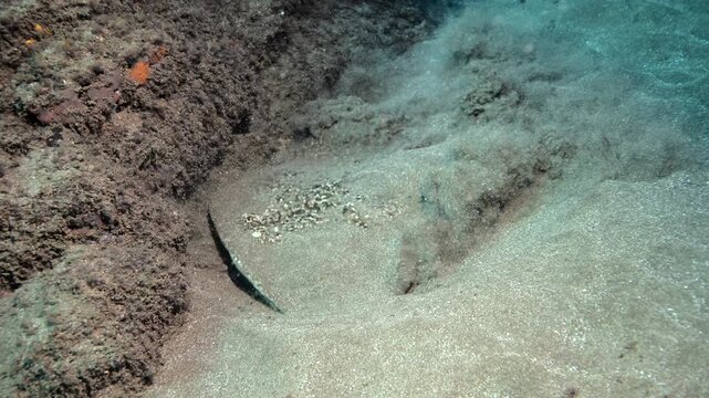 Marbled Electric Ray Shoveling Sand to Bury Itself on the Seabed, Canary Islands Scuba Diving
