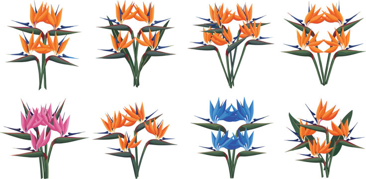 Bird of paradise bouquet vector set featuring orange pink and blue tropical strelitzia floral arrangements with leaves