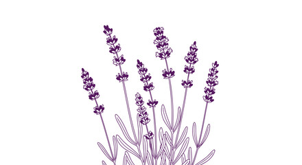 Obraz premium Purple lavender botanical illustration on white background vector art
