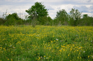 Obraz premium field of dandelions