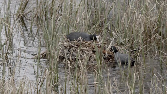 Pair of Eurasian coots (Fulica atra) building a nest in the reeds in spring, Lohja, Finland, Europe.