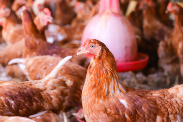 The chickens are enjoying their time on the farm. © maybeiii