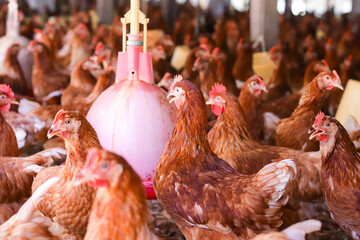 The chickens are enjoying their time on the farm. © maybeiii