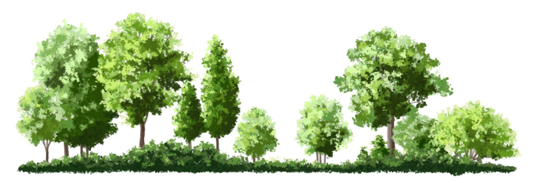  Vector watercolor green tree or forest side view isolated on white background for landscape and architecture drawing,elements for environment or and garden,green tree for garden section 