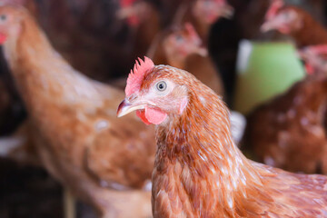Close up of brown chicken in chicken farm © maybeiii