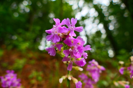 Wildblumen, Pechnelkenbl&uuml;te 