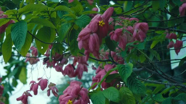 Mussaenda tropical tree in bloom. The large, pink petal-like structures are modified leaves called bracts, which surround the smaller, true flowers

