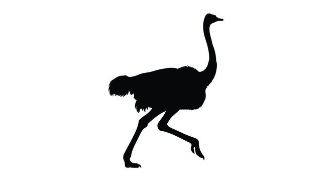 Running ostrich silhouette against a white background