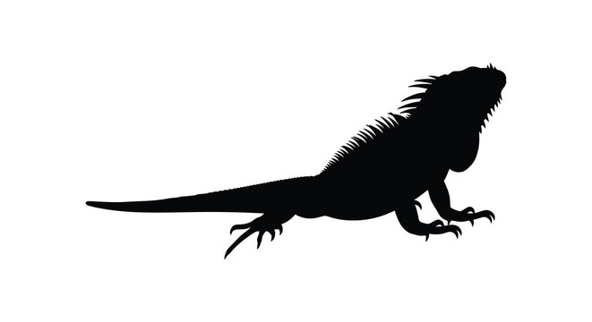 Black iguana silhouette on a white background
