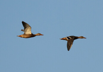 Obraz premium A pair of Mallard ducks flying at sanad mangrove, Bahrain
