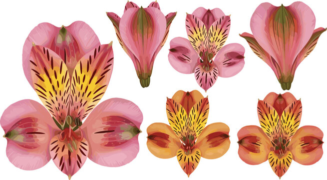 Vector illustration of pink alstroemeria lily flowers and blooming botanical blossom heads isolated on white background