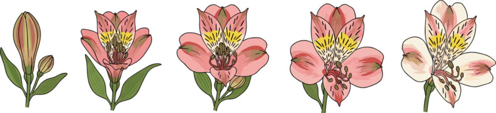 Vector illustration of pink alstroemeria flower growth stages set isolated on white background for design elements