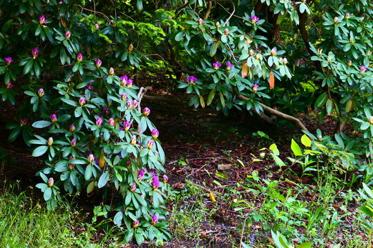 Rhododendron im Park