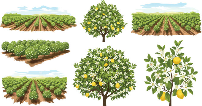 Vector illustration of lemon orchard trees and citrus farm plantation fields set isolated on white background