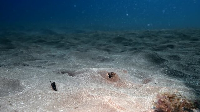 Small Common Stingray Gliding Effortlessly Over the Sandy Ocean Floor, Canary Islands Scuba Diving