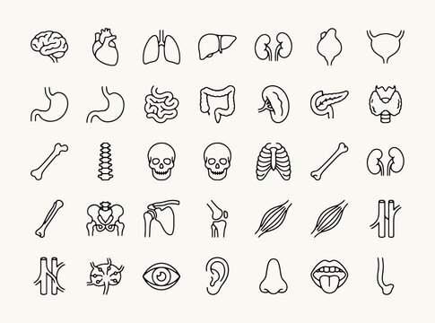 Human body organs and biological systems line icons