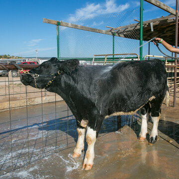 Black and white cow being washed at a livestock show
