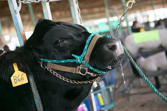 Black cow in a halter at a livestock show