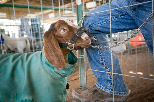 Young goat at livestock show wearing a green blanket