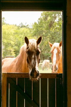 Horses looking through a stable doorway