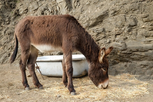 Donkey grazing on a farm 