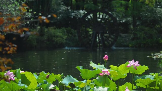Pink Lotus Flowers Blooming by Garden Pond with Water Wheel