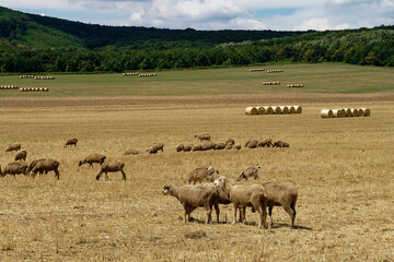 Fototapeta premium Sheep graze peacefully in a field under a sunny, partly cloudy sky in a rural landscape.