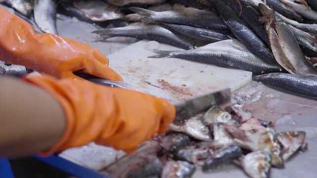 Food factory automated production line, Fresh fish cutting at seafood market stall on wet table with gloved hand, seafood preparation and raw catch cleaning on cutting board for sale