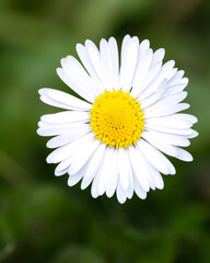 Fototapeta premium Fresh White Daisy Macro in Soft Green Background